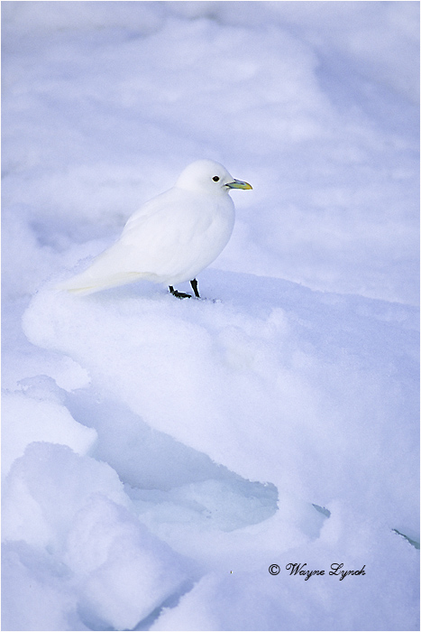 Ivory Gull 106 by Dr. Wayne Lynch &copy;